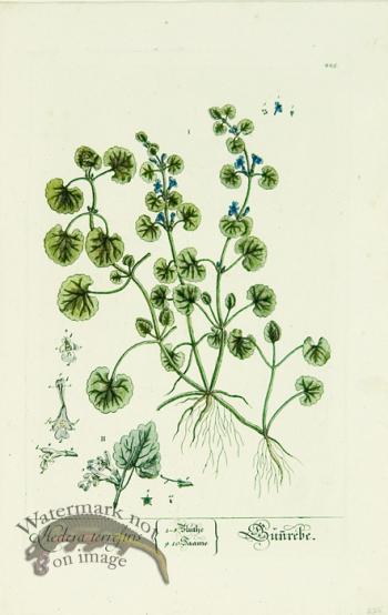 Blackwell German 037